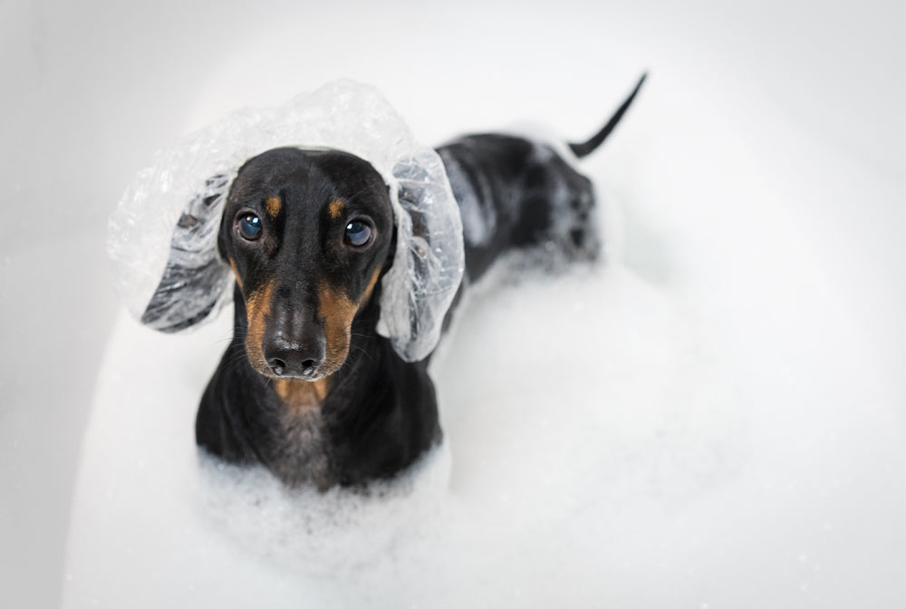 The Joys of Fur-Baby Bath Time