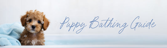 Guide to Puppy's Bath Time