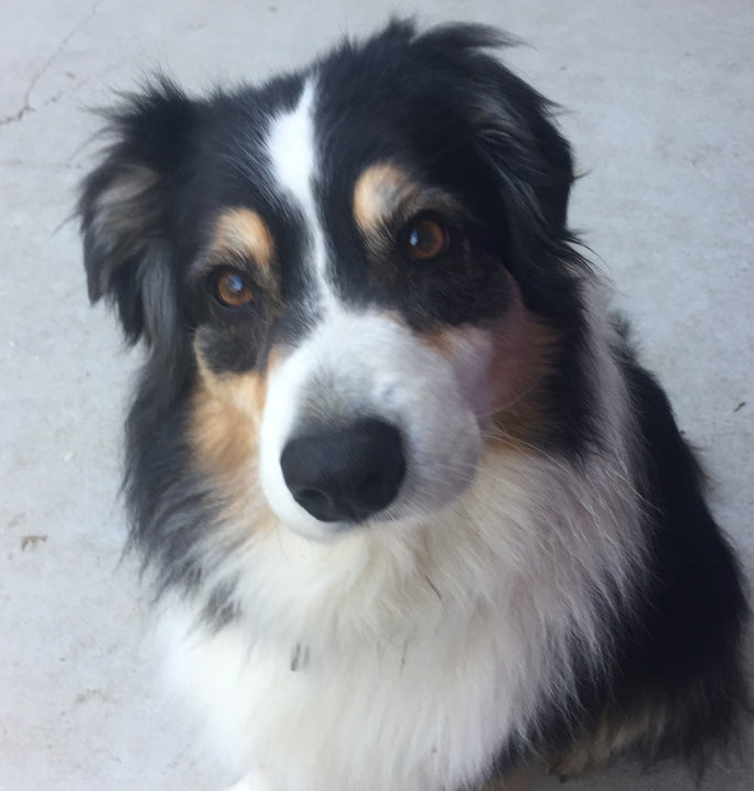 dog wash, dog shampoo, fur baby, fur child